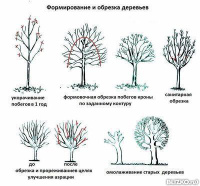 Озеленение территории г.Краснодара, г.Геленджика, г. Новороссийска, г. Анапы, Кабардинки,Темрюк,Сочи, Армавир. Ландшафтный дизайн, устройство рулонного газона. Комплексный уход за Вашим зеленым садом.