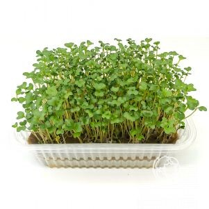 Набор микрозелени Индау (рукола) на 10 выращиваний (лоток, коврики, семена)