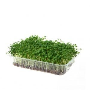 Микрозелень Семена Кресс салата для проращивания (3 г)