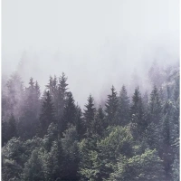 Картина на холсте «Туманный лес» 30x30 см Без бренда Картины Нотр-Дам