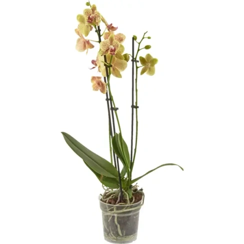 Орхидея Фаленопсис промо микс 3 стебля ø12 h60 см Без бренда None