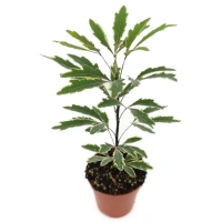 Декоративно-лиственное растение Шеффлера Джемини ø5 h10-15 см Без бренда None
