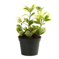 Декоративно-лиственное растение Бересклет Японский микс ø8 h15 см Без бренда None