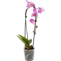 Орхидея фаленопсис каскад 1рр ø12 h40 см Без бренда None