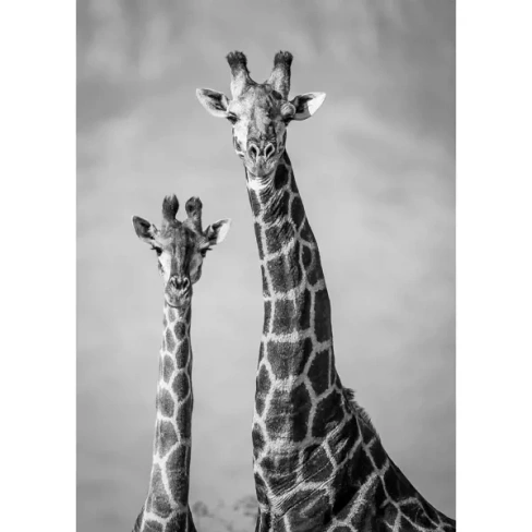 Картина на холсте Постер-лайн Два жирафа 50x70 см ПОСТЕР-ЛАЙН КАРТИНА НА ХОЛСТЕ Картины